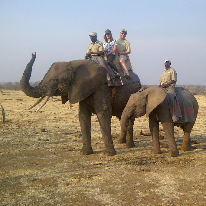 Interactions avec les éléphants