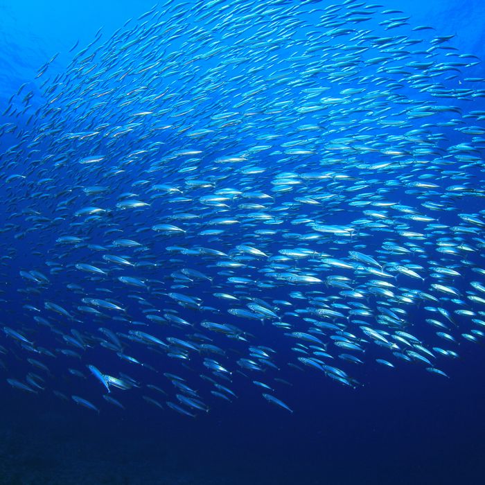 Sardine run