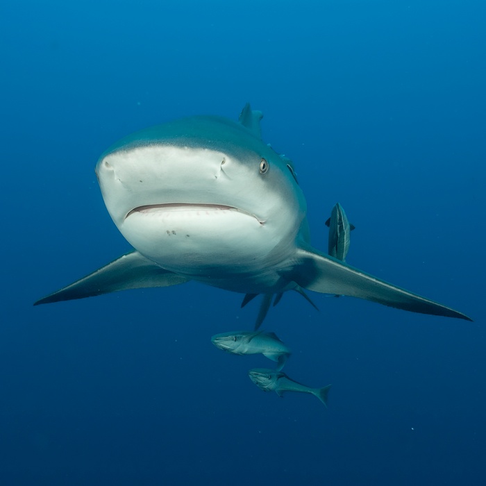 Shark cage diving : plongée en cage à la rencontre des requins