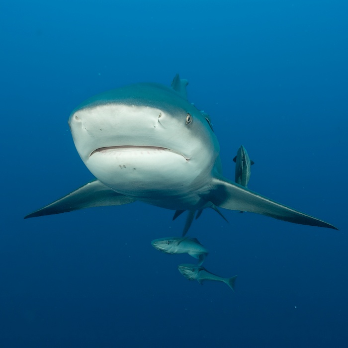 Shark cage diving