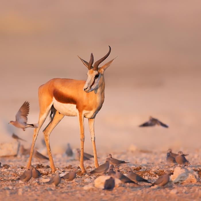 Kgalagadi Transfrontier Park