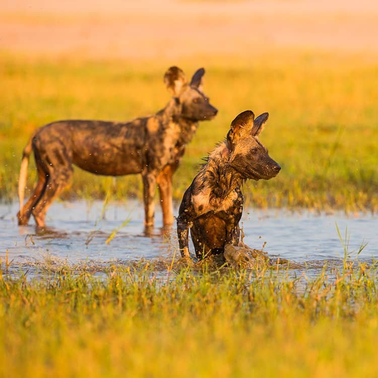 Madikwe Private Reserve