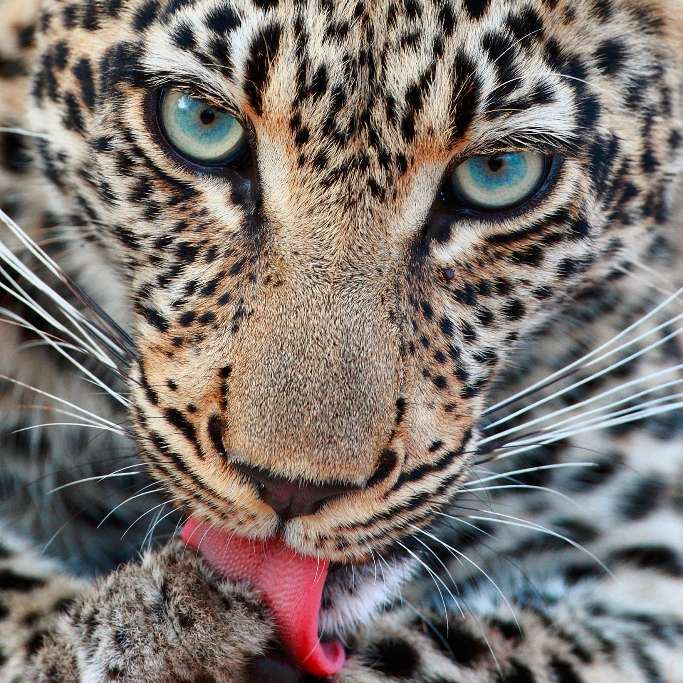 Spécial léopard