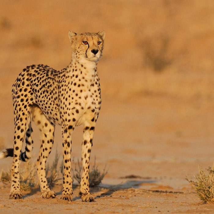 Des rhinocéros blanc du Pilanesberg aux oryx du Kgalagadi