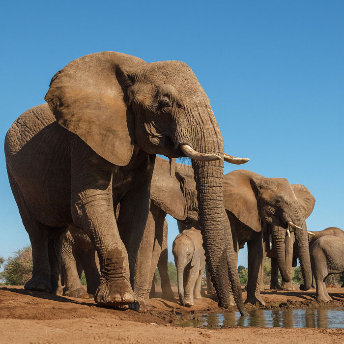 Au pays des éléphants