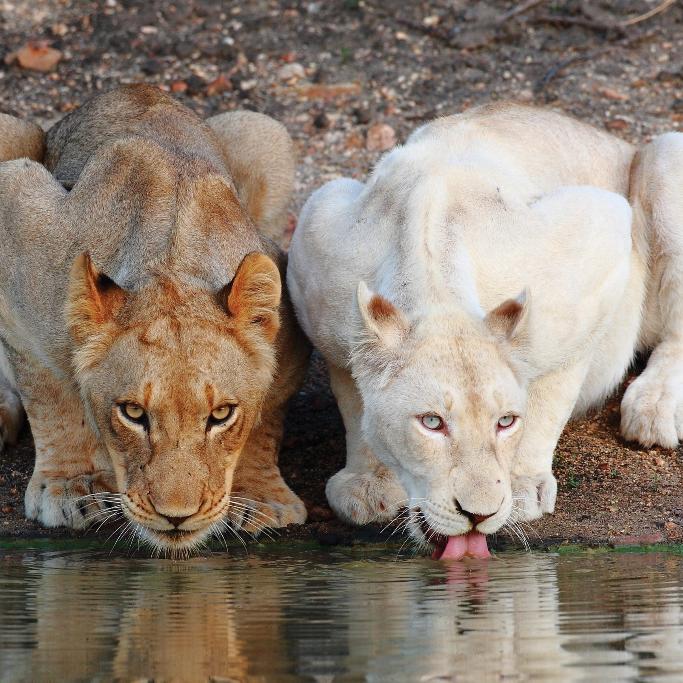 Lycaon - Léopard - Lion blanc