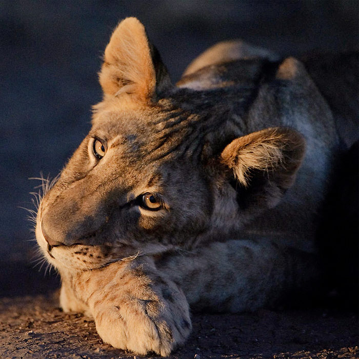 Botswana - Afrique du Sud