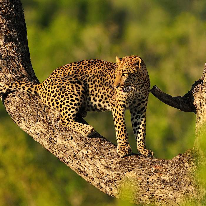 Péninsule du Cap et Parc Kruger