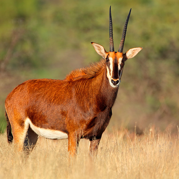 Combiné Botswana - Zimbabwe