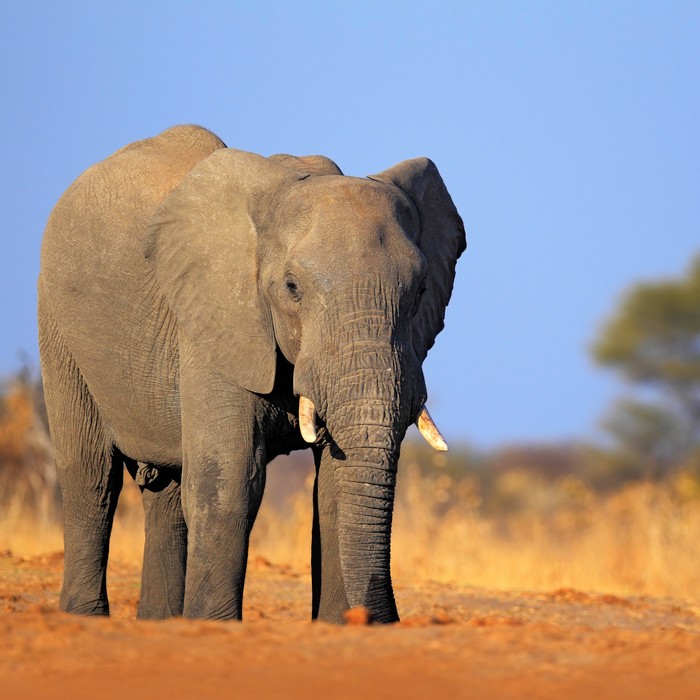 Combiné : safari terres sauvages