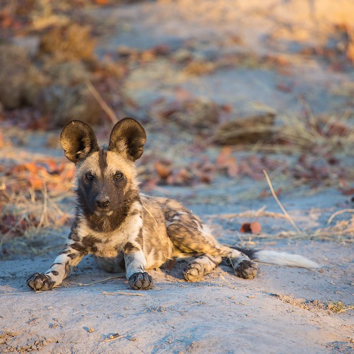 Le meilleur du Botswana avec Wilderness Safaris