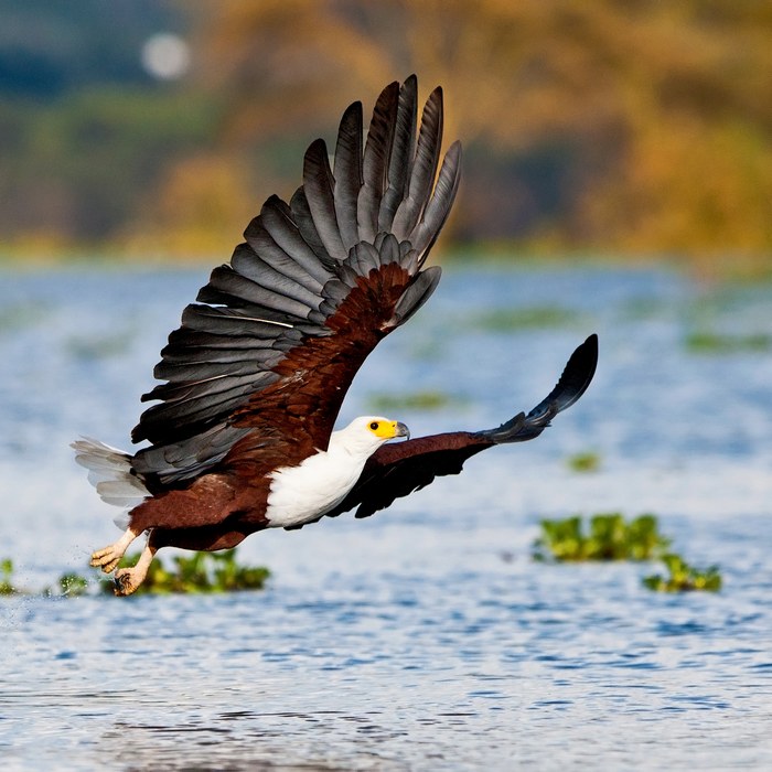 Fish Eagle Safari