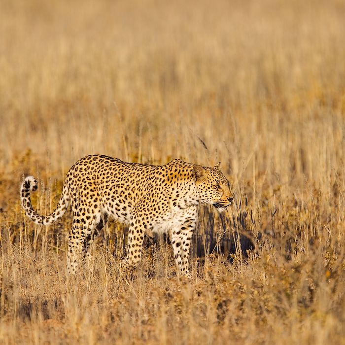Leopard safari