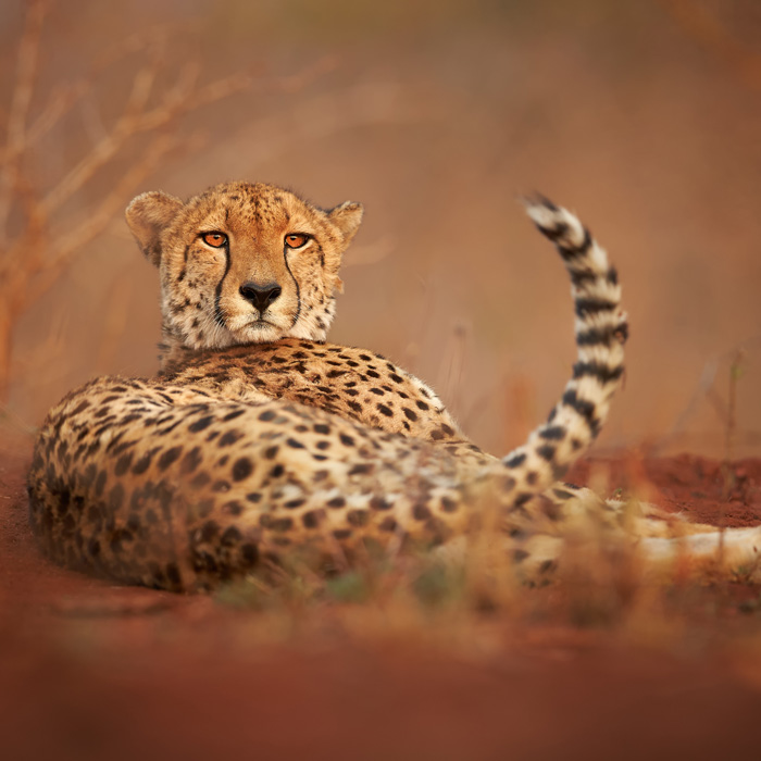 Cheetah Conservation Fund