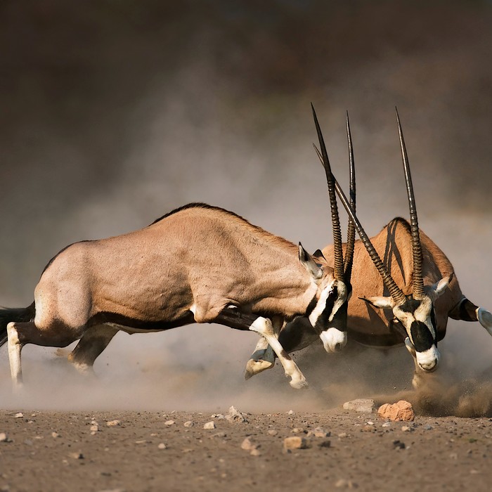 Spécial photographe : safaris et paysages