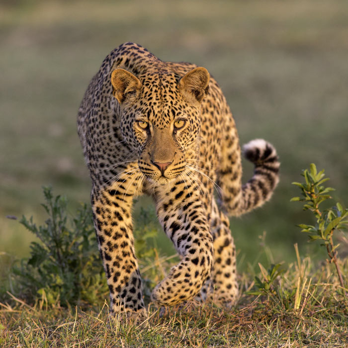 South Luangwa