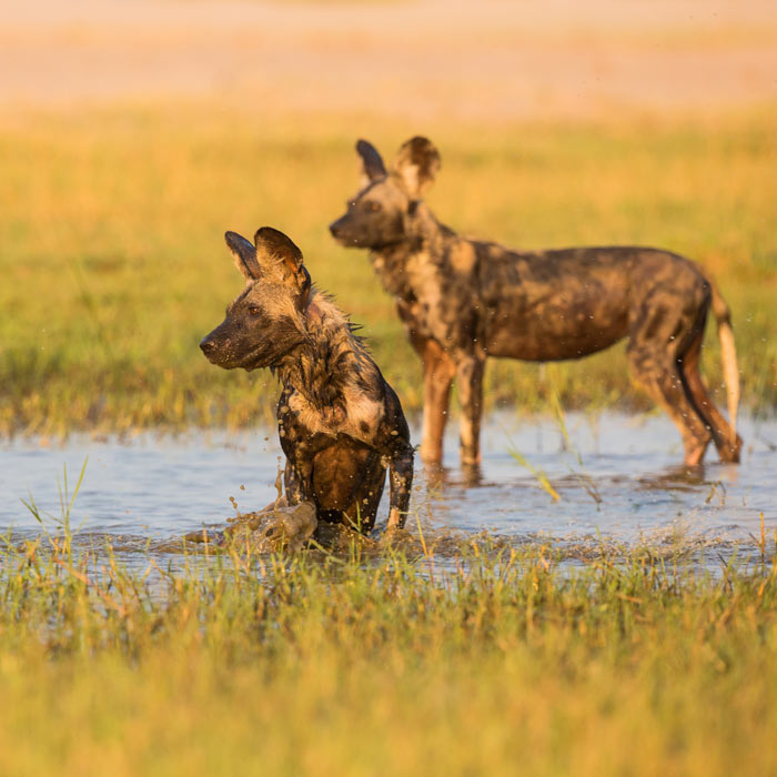 Mana Pools - Kafue - Chutes Victoria