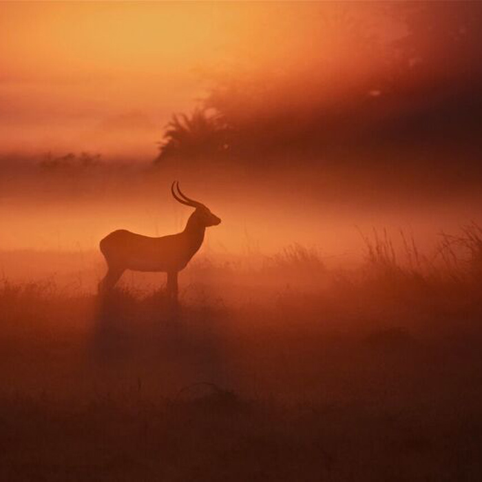 Kafue - South Luangwa - Lower Zambezi