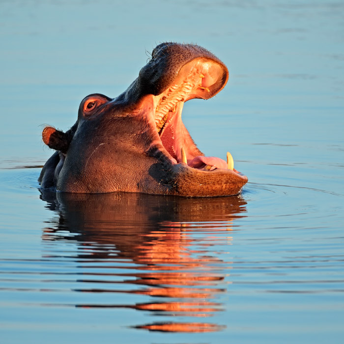 South Luangwa : Adventure Camp Out 