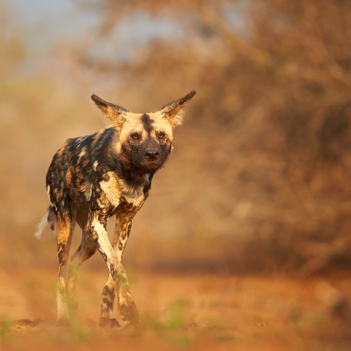 Heart of South Luangwa