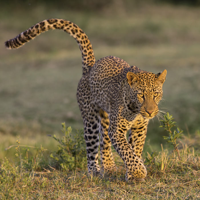 South Luangwa WildLife