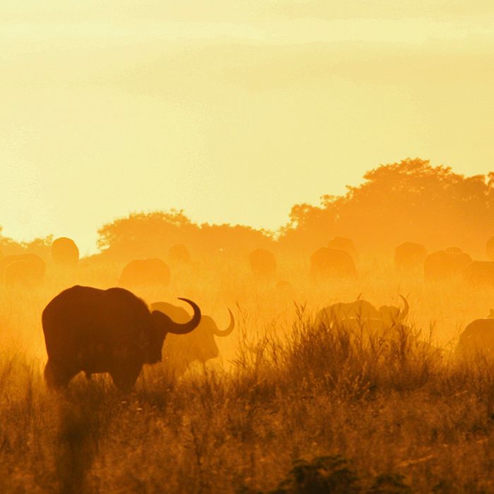 Hwange National Park