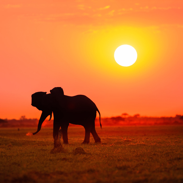 Safari éléphant