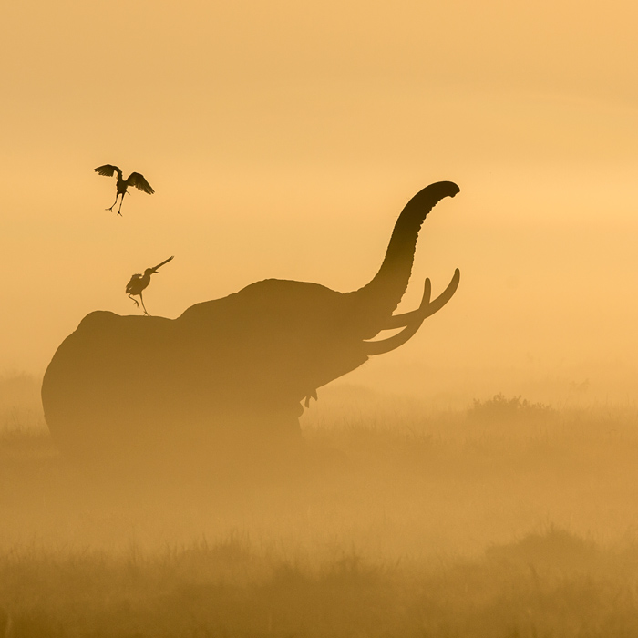 D'Amboseli à Zanzibar