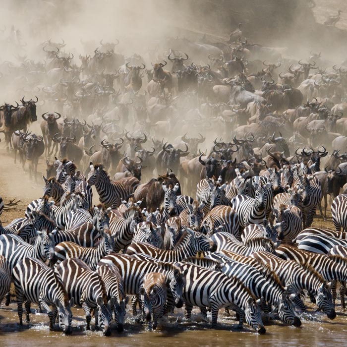 Du Masai Mara au Serengeti