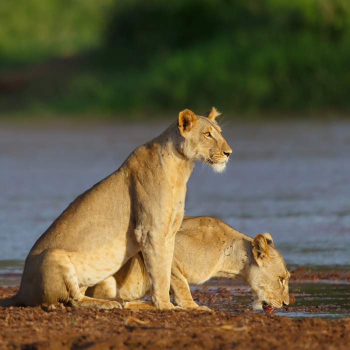 De Samburu au Masai Mara en 4x4