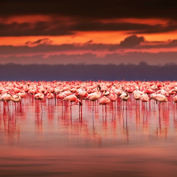 Des lacs de la vallée du Rift au Masai Mara en 4x4