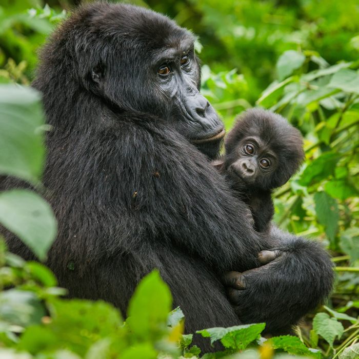 Safari Discover Ouganda