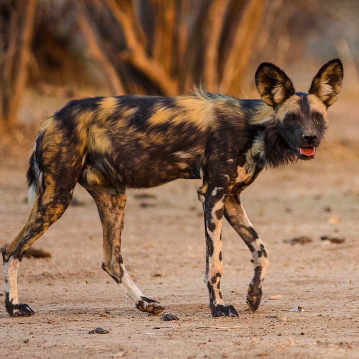 Safari dans le parc du Selous