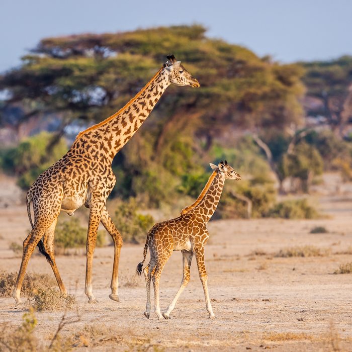 Safari et Zanzibar
