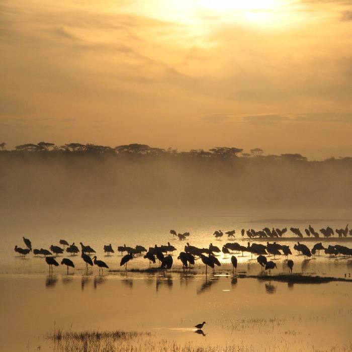 Safari et séjour à Zanzibar en novembre et décembre